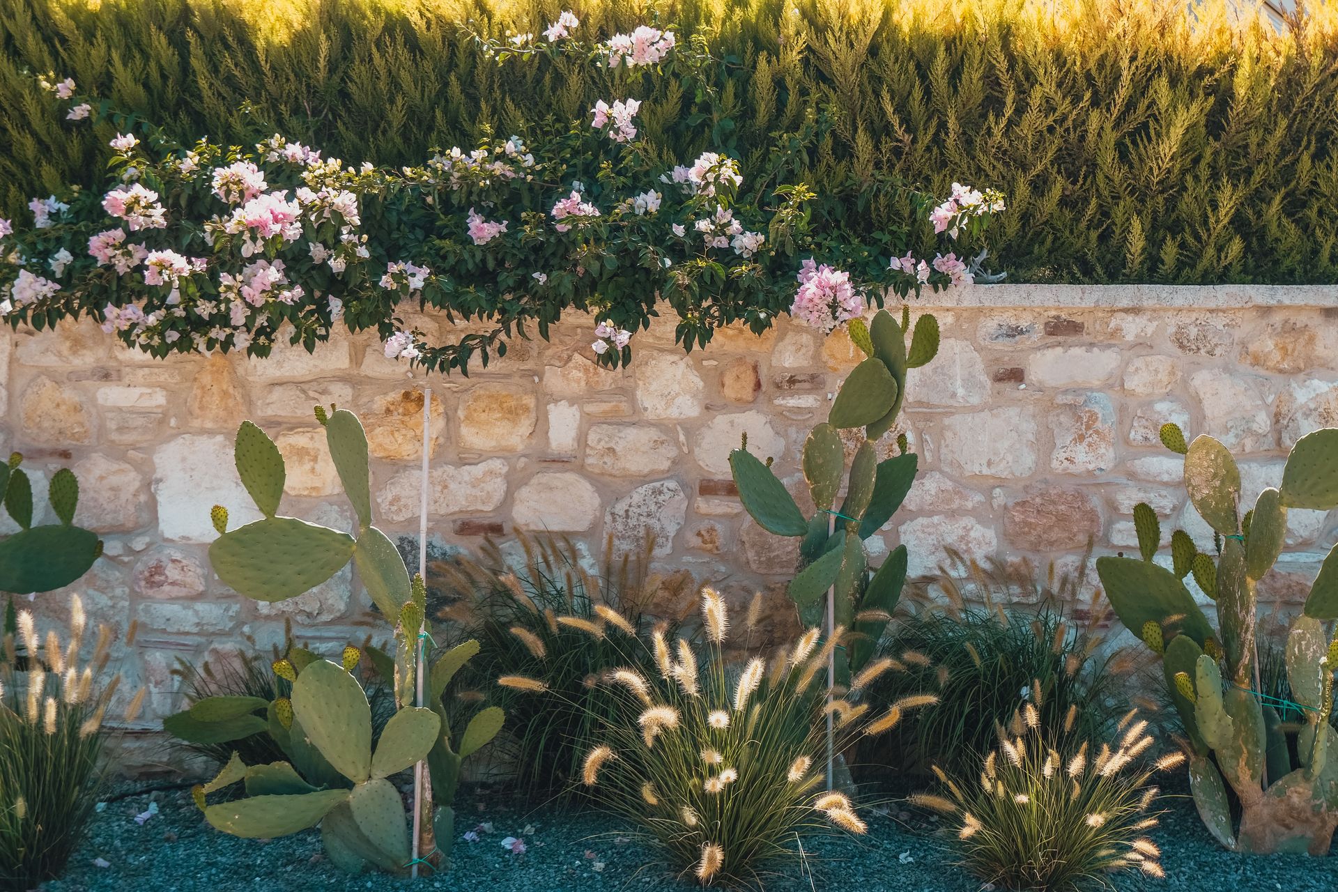 Beautiful garden scene with cacti, a stone wall, and lush greenery, illuminated by natural sunlight.